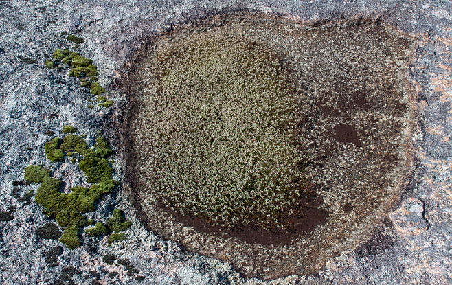 Crassula natans 
