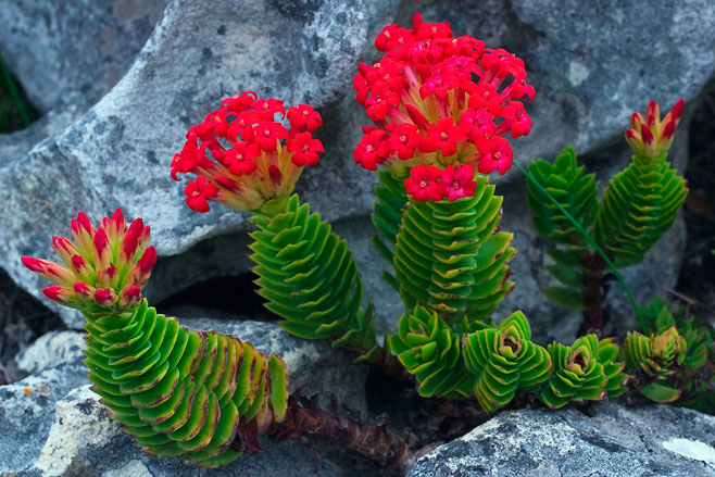 Crassula coccinea (Red crassula)