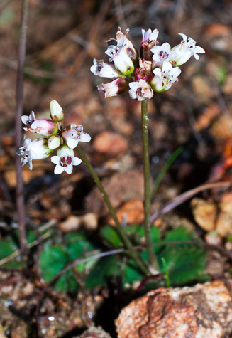 Crassula umbella