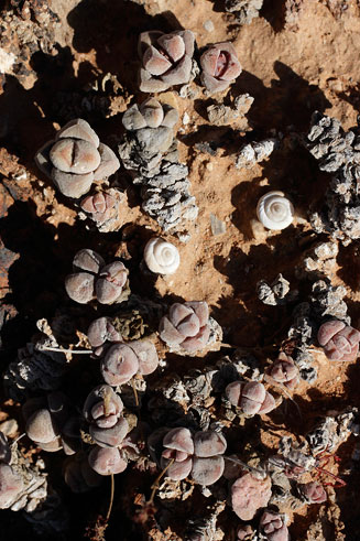 Crassula elegans 