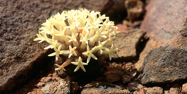 Crassula columnaris