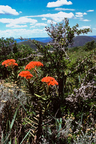 Crassula perfoliata