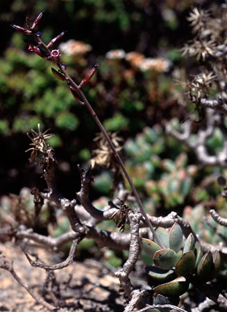 Adromischus roaneanus