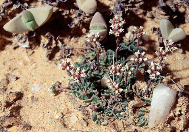 Crassula susannae 