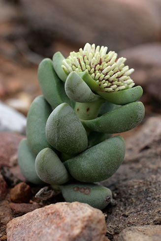 Crassula congesta 