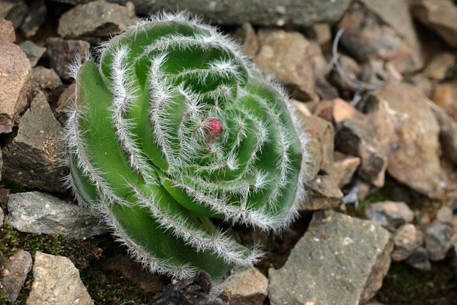 Crassula barbata