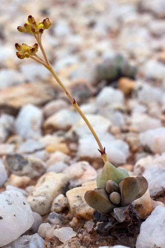 Crassula sericea