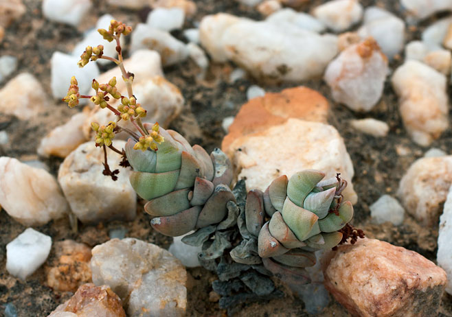 Crassula deceptor 