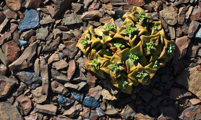 Crassula deltoidea 