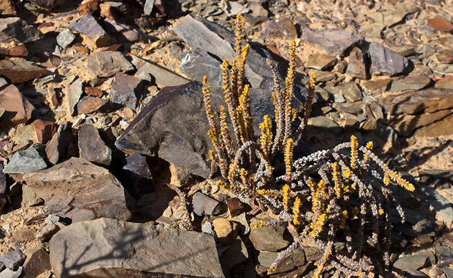 Crassula muscosa 