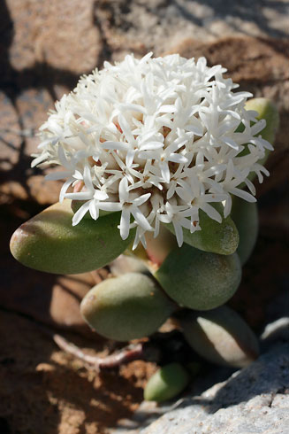Crassula congesta 