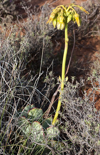 Cotyledon cuneata