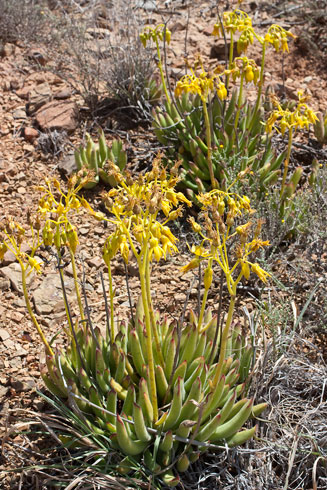 Cotyledon campanulata