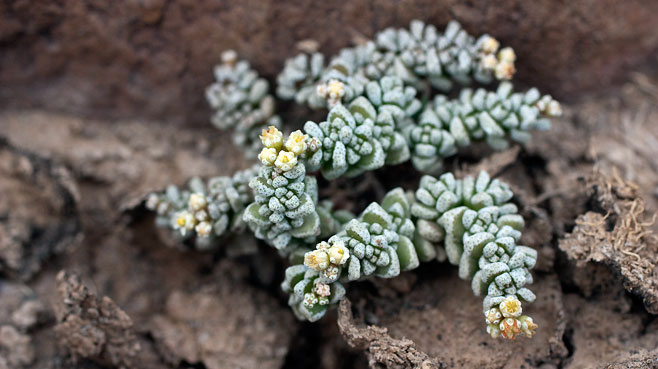 Crassula corallina