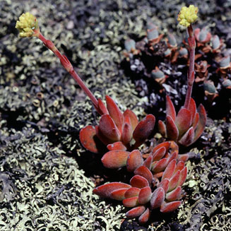 Crassula atropurpurea