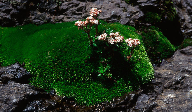 Crassula setulosa 
