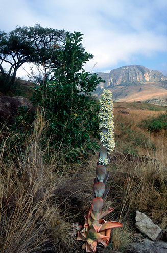 Kalanchoe thyrsiflora