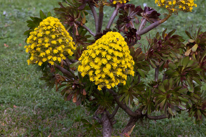 Aeonium arboreum (Ceasar's crown)
