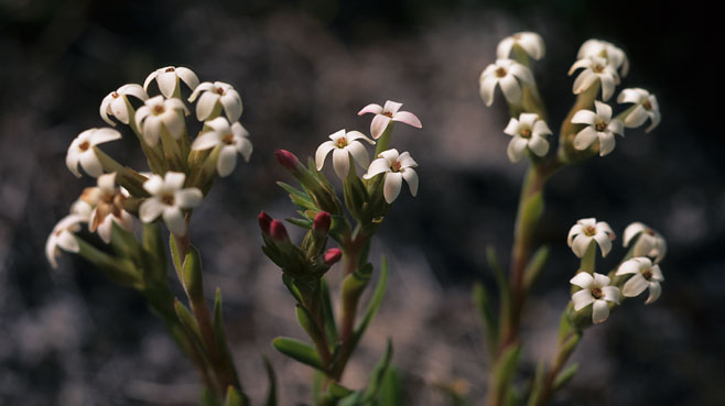 Crassula fascicularis