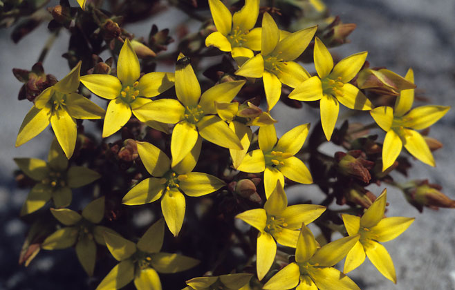 Crassula dichotoma 