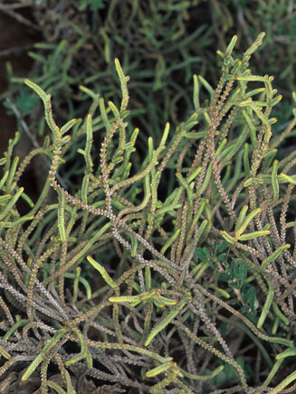 Crassula muscosa 