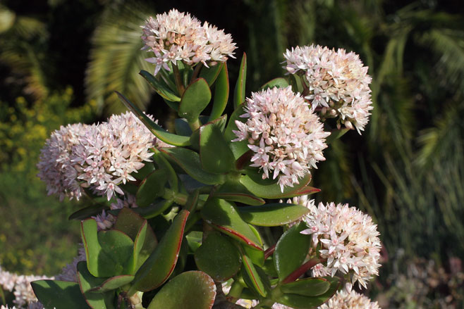 Crassula ovata (Kerky bush)