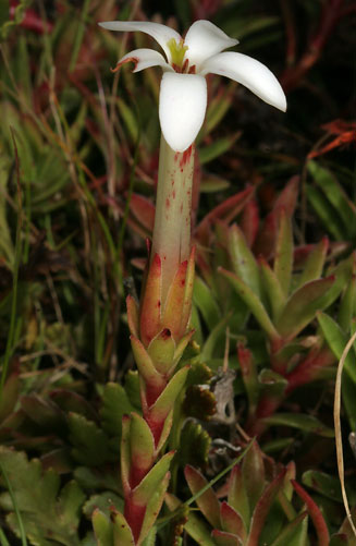 Crassula obtusa