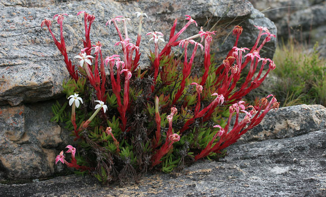 Crassula obtusa