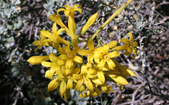 Tylecodon cacaliodes 