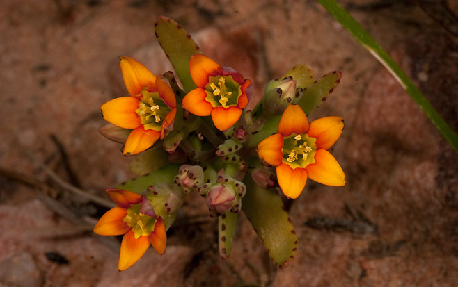 Crassula dichotoma 