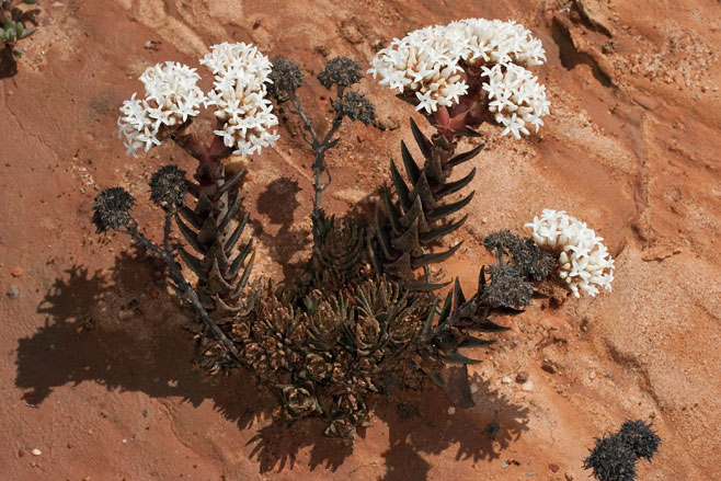 Crassula alpestris 