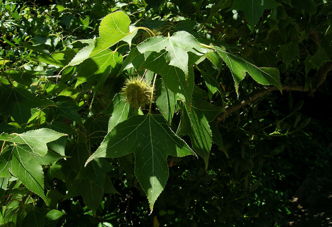 Liquidambar formosana
