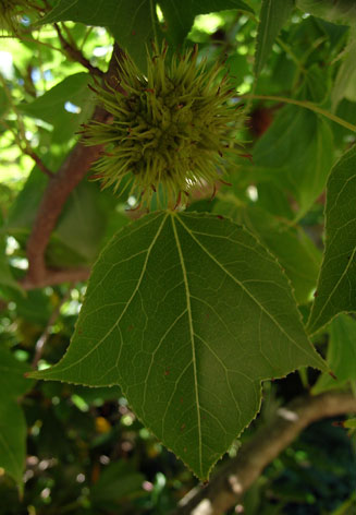 Liquidambar formosana