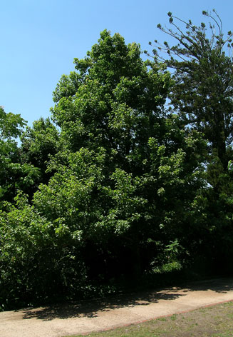 Liquidambar formosana