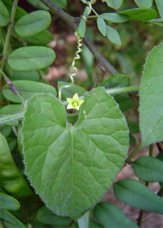 Cucumis maderaspatanus