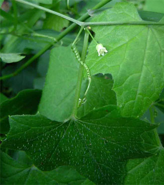 Zehneria minutiflora