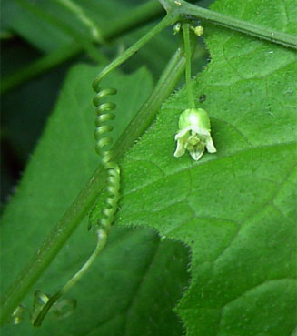 Zehneria minutiflora