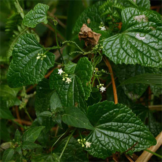 Zehneria scabra
