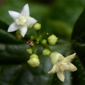 Zehneria scabra