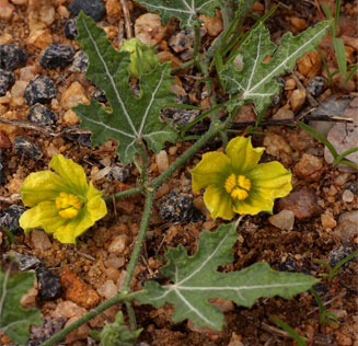 Acanthosicyos naudiniana (Gemsbok cucumber)