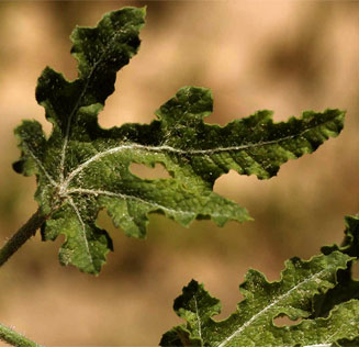 Acanthosicyos naudiniana (Gemsbok cucumber)