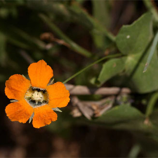 Momordica boivinii 