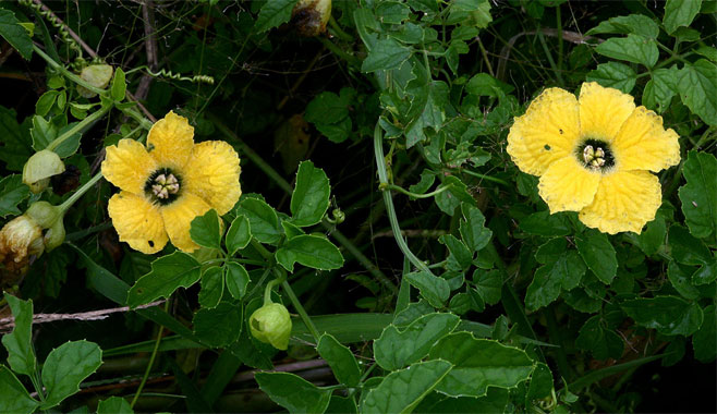 Momordica cardiospermoides