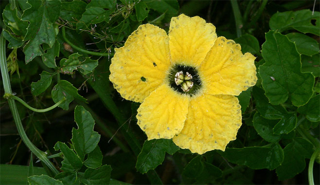 Momordica cardiospermoides