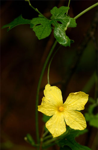 Momordica charantia