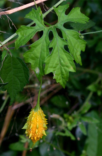 Momordica charantia