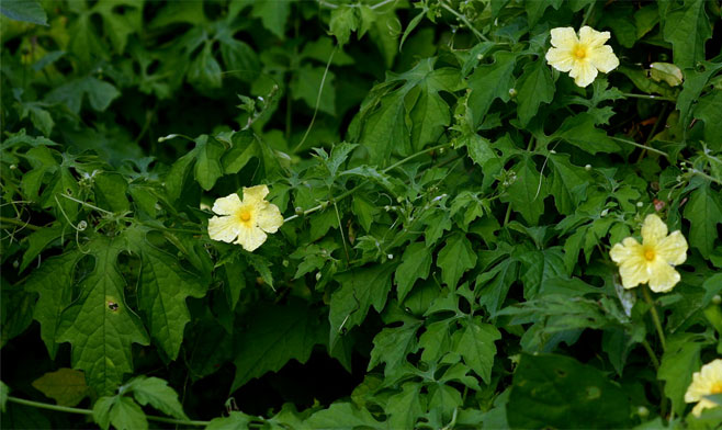 Momordica charantia