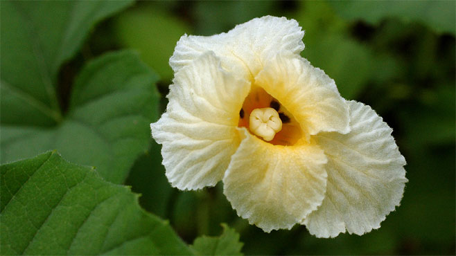 Momordica charantia