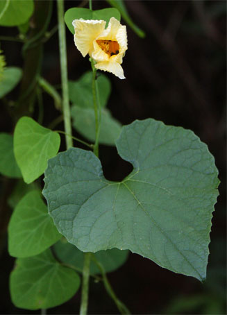 Momordica charantia