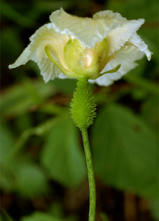 Momordica charantia